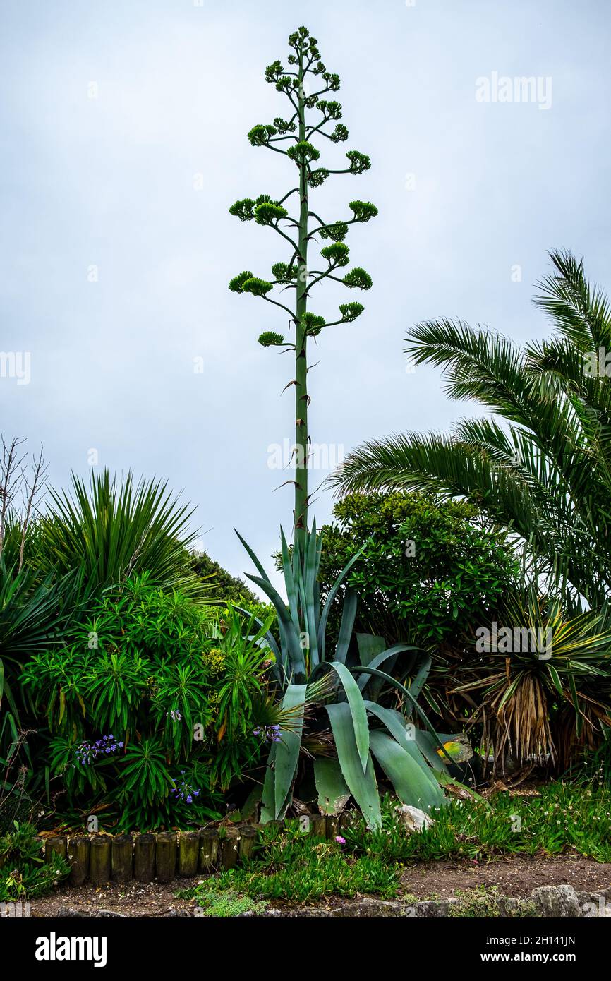 Der blühende Stamm einer amerikanischen Agave, auch bekannt als blühende Aloe, an der Küste von Eastbourne. Stockfoto