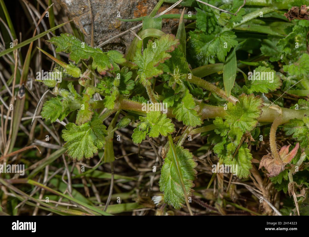 Sea Storksbill, Erodium maritimum mit blütenlosen Blüten, an der Gower Küste. Stockfoto