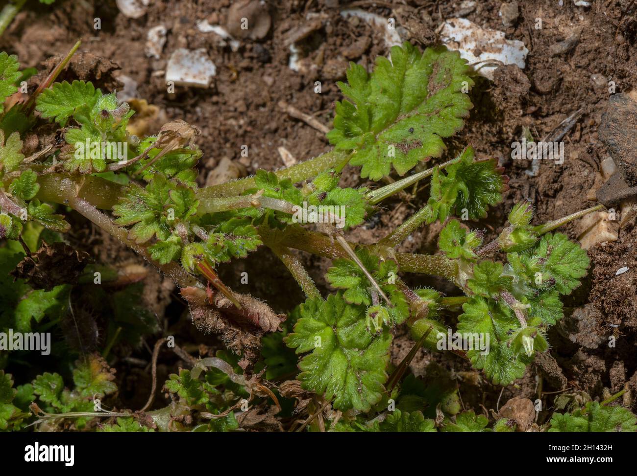 Sea Storksbill, Erodium maritimum mit blütenlosen Blüten, an der Gower Küste. Stockfoto