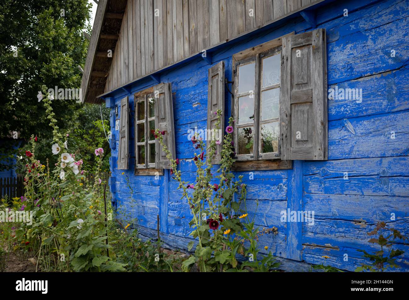 Sierpc, Polen - 23. Juli 2021: Nahaufnahme eines schönen, traditionellen blauen Holzhauses. Fenster mit Fensterläden. Hollyhocks im Garten. Stockfoto