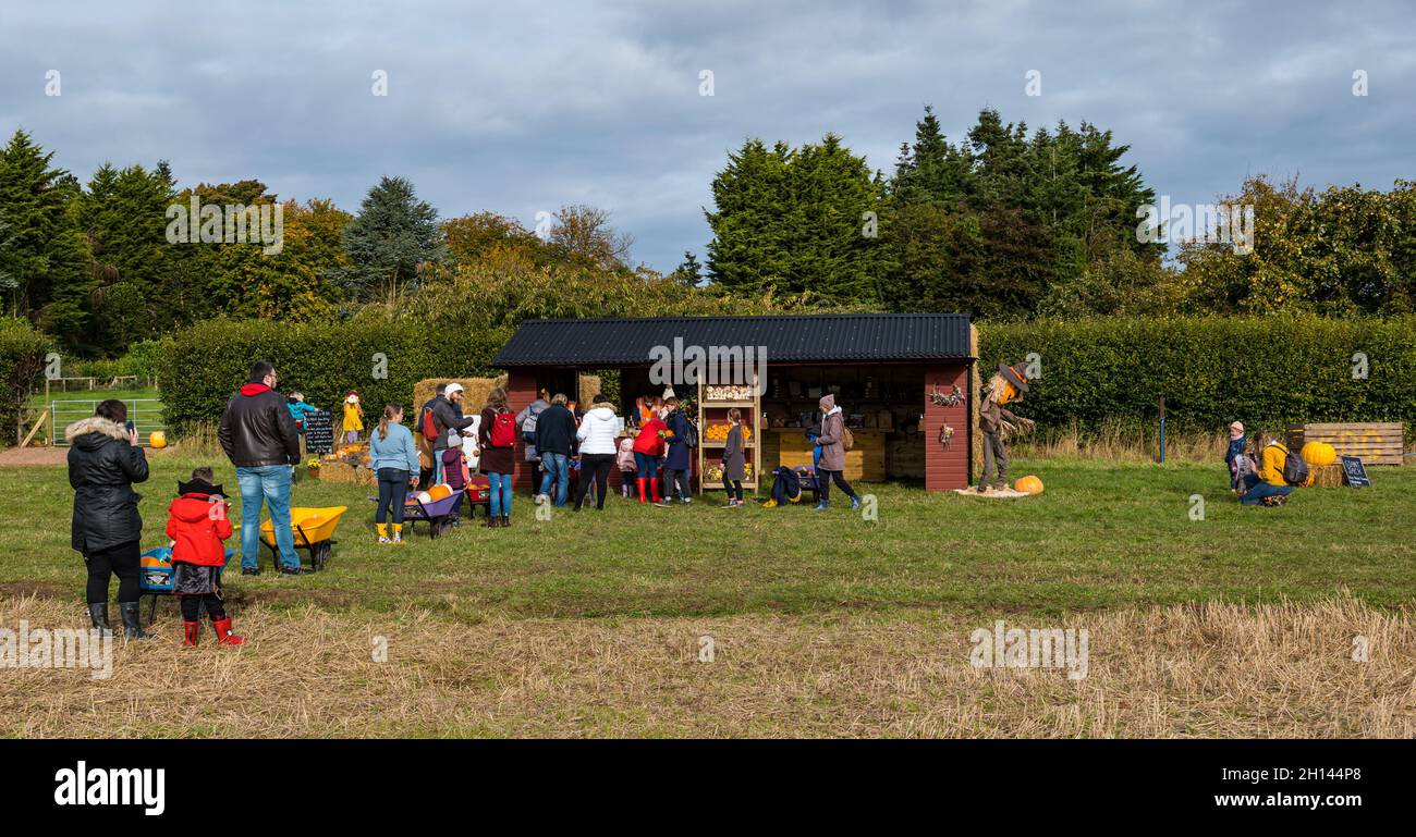 East Lothian, Schottland, Großbritannien, 16th. Oktober 2021. Kürbispflaster auf der Kilduff Farm eröffnet: Das jährliche Kürbisfest beginnt heute auf der Farm mit buchbaren Slots, an denen Besucher Halloween-Kürbisse oder kulinarische Sorten auswählen können. Aus 20.000 Anfang Juni gepflanzten Setzlingen wurden rund 60.000 Kürbisse geerntet Stockfoto