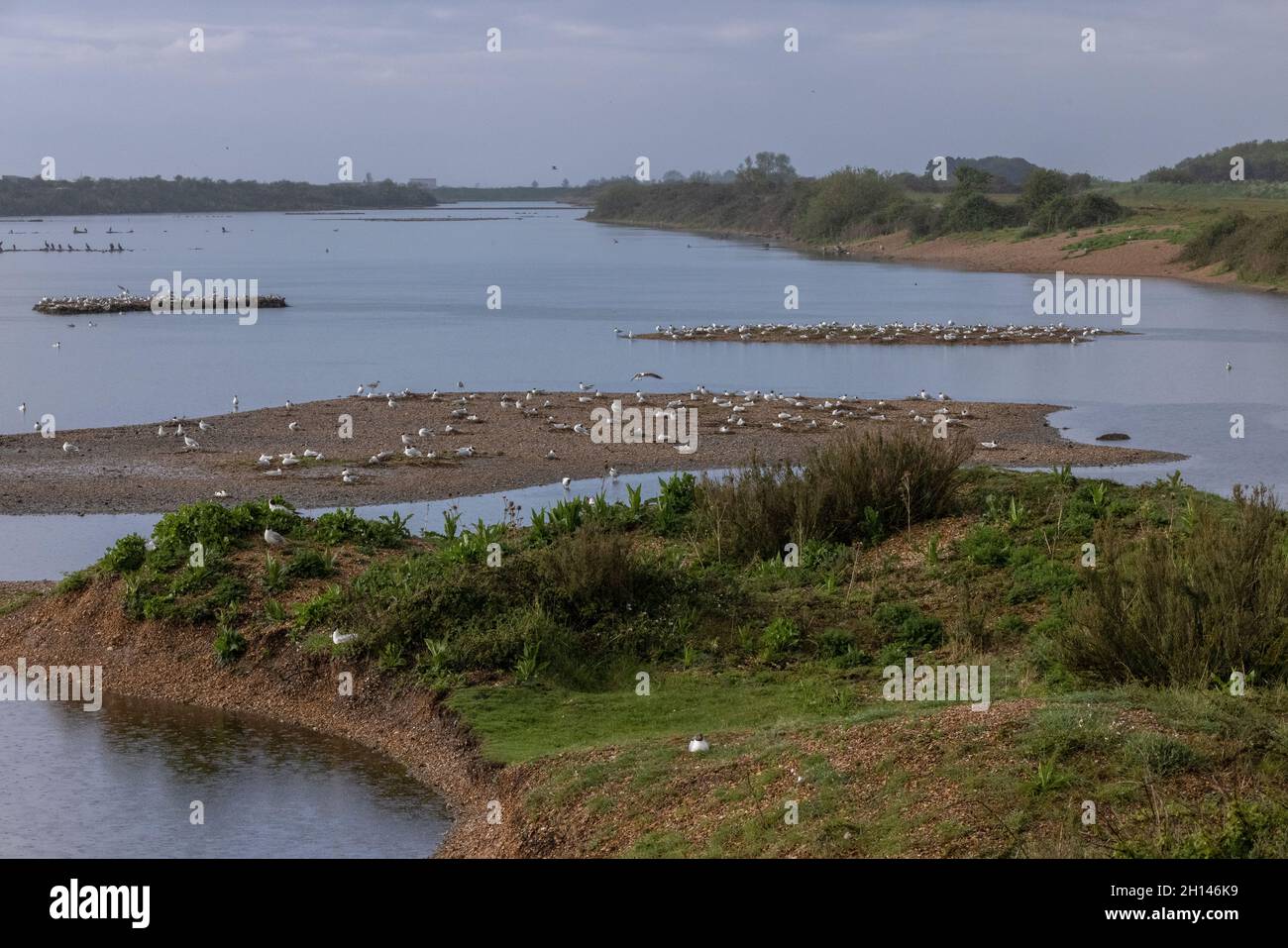 Lagune mit Inseln im Snettisham RSPB Reserve, an der Küste von The Wash, Norfolk. Stockfoto