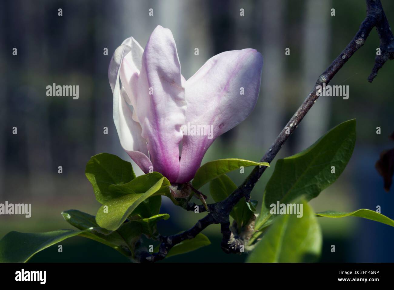 Rosa und weiße Magnolienbäume blühen im Frühlingssonne Stockfoto