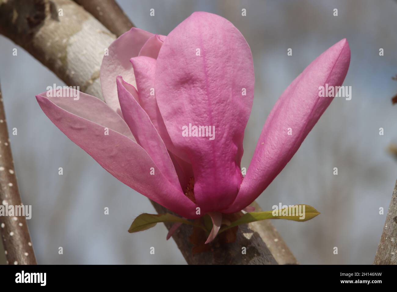 Rosa und weiße Magnolienbäume blühen im Frühlingssonne Stockfoto