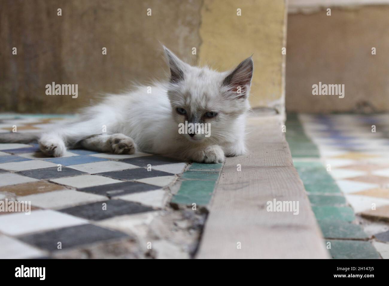 Nahaufnahme eines Kätzchens, das auf dem Betonboden liegt Stockfoto