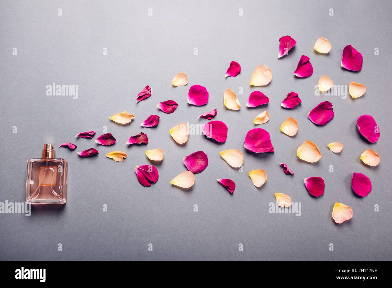 Flasche Parfüm mit Rosenblättern. Gesprühter Duft von Blumen auf grauem Hintergrund. Blumiger Duft von Kosmetika Stockfoto