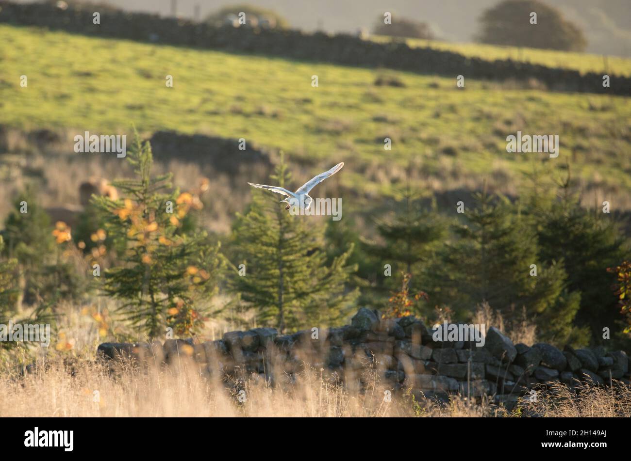 Scheune Owl auf Greenhow Hill, Pateley Bridge, North Yorkshire Stockfoto