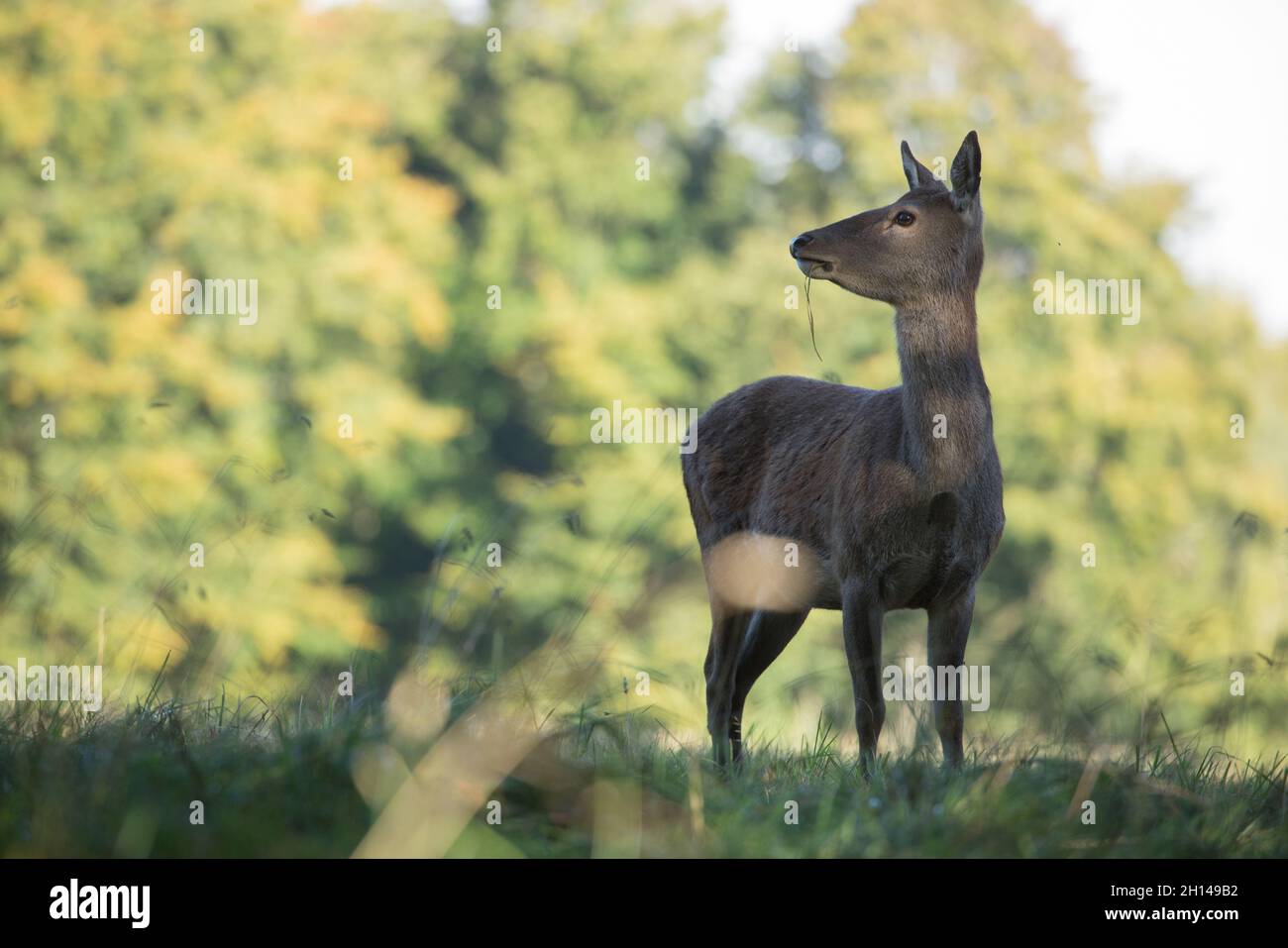 Deer, Studley Royal Deerpark, North Yorkshire Stockfoto