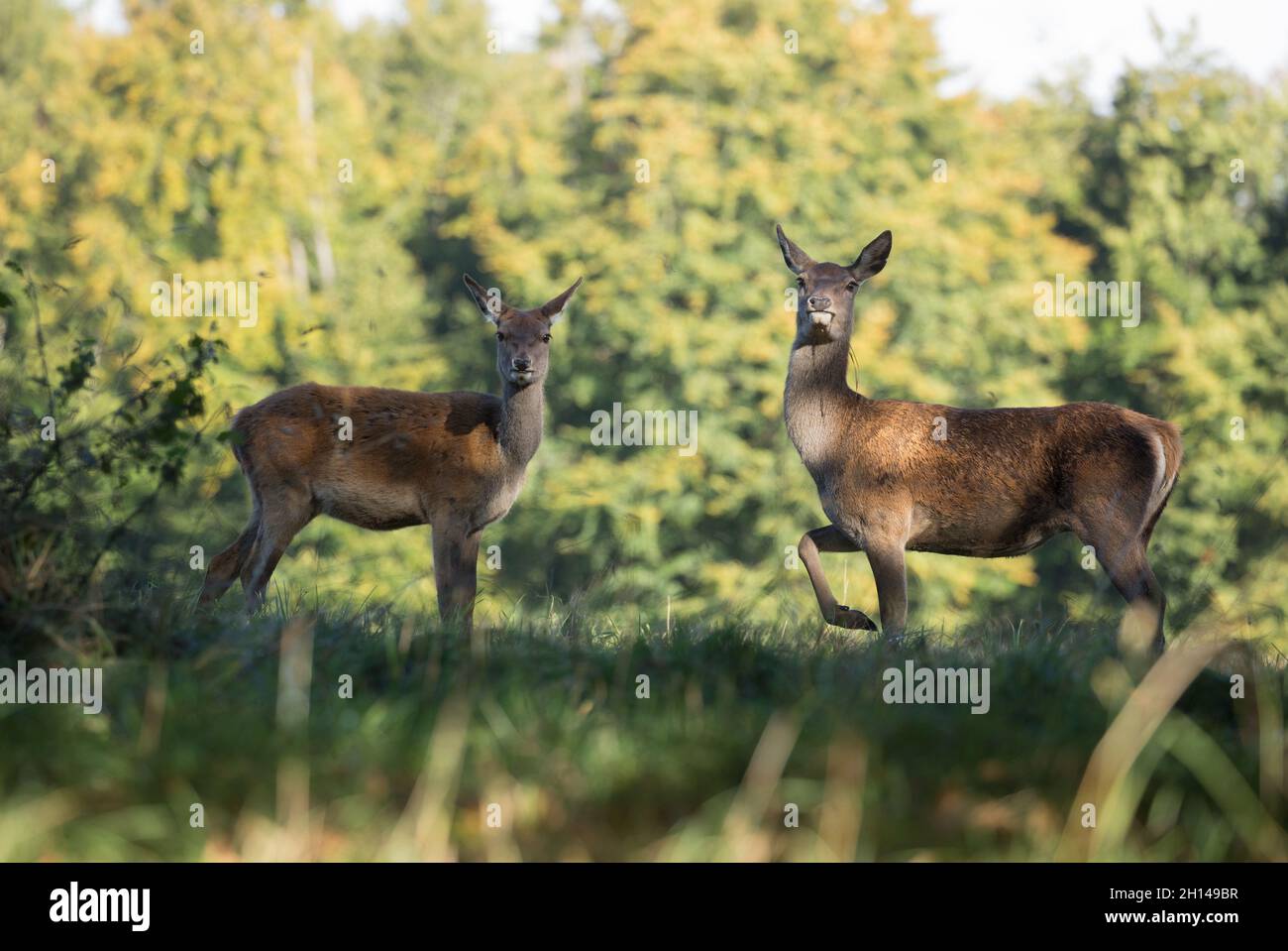 Deer, Studley Royal Deerpark, North Yorkshire Stockfoto