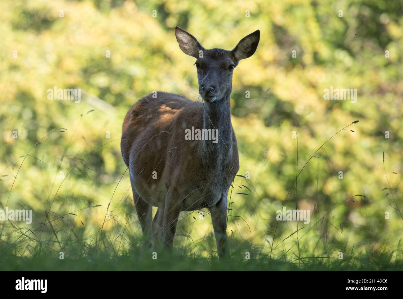 Deer, Studley Royal Deerpark, North Yorkshire Stockfoto