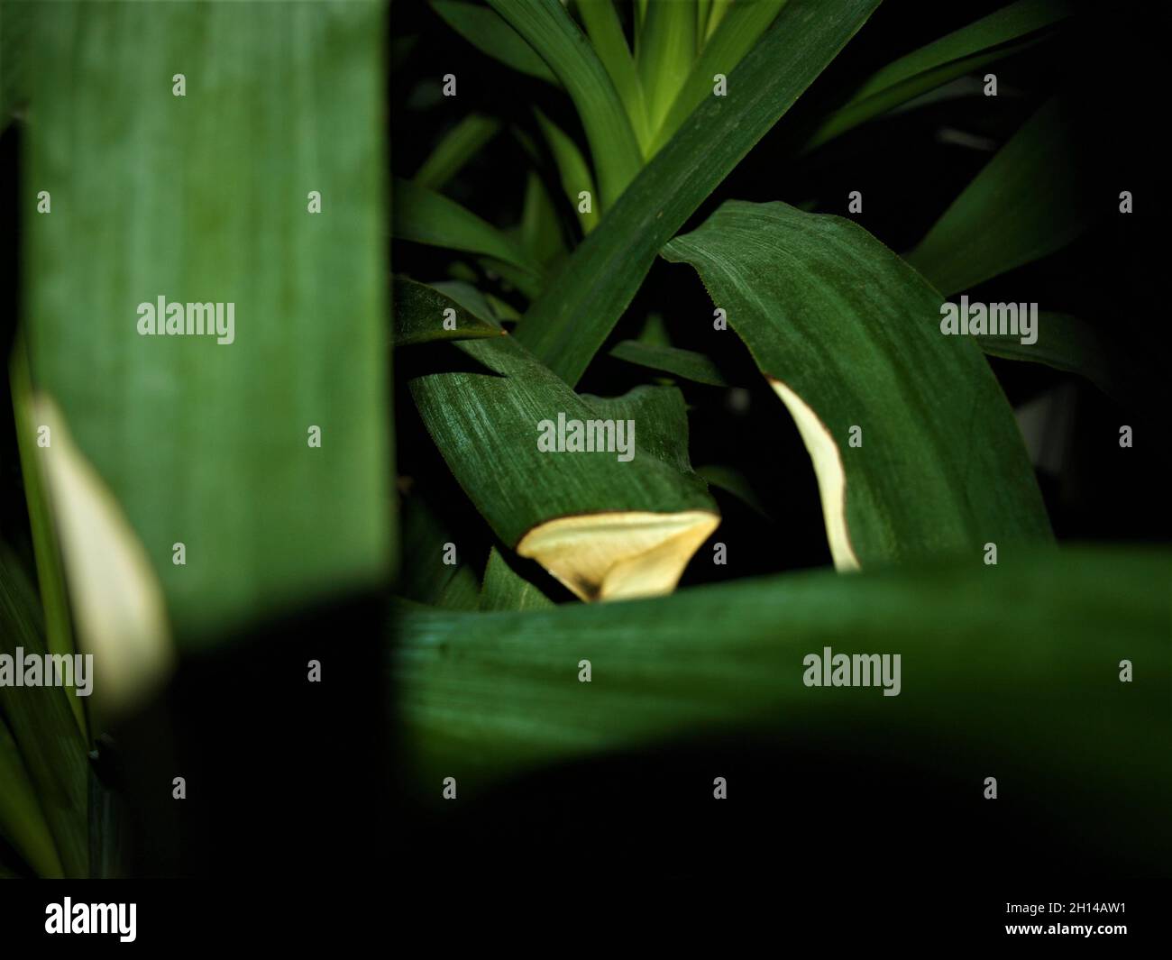 Yucca Palmen, Palmendetails, grüne Pflanze Stockfoto