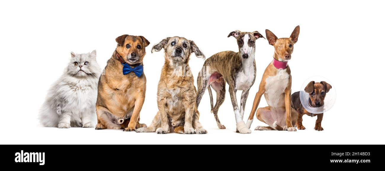 Gruppe von kranken, blinden, verletzten, behinderten Hunden und Katzen in einer Reihe, isoliert auf Weiß Stockfoto