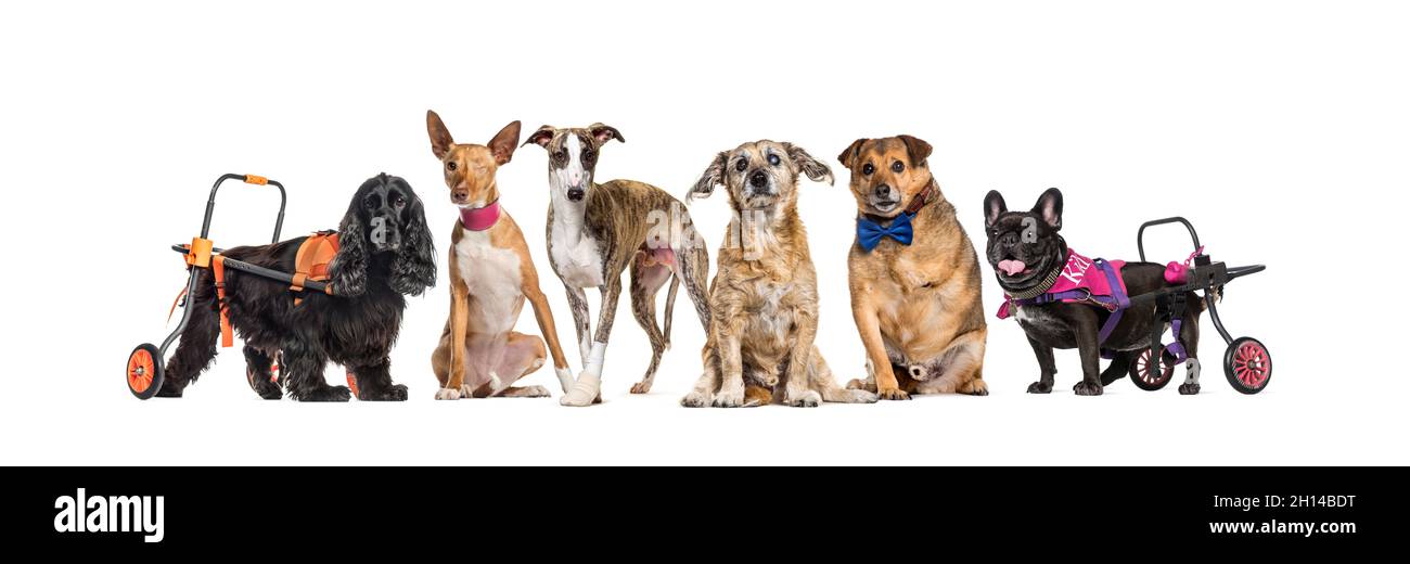 Gruppe von kranken, blinden, verletzten, behinderten Hunden in einer Reihe, isoliert auf weiß Stockfoto