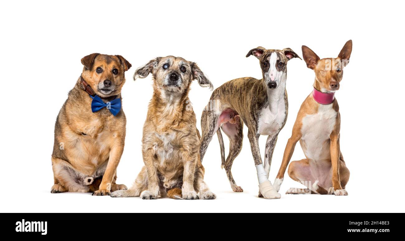 Gruppe von kranken, blinden, verletzten, behinderten Hunden in einer Reihe, isoliert auf weiß Stockfoto