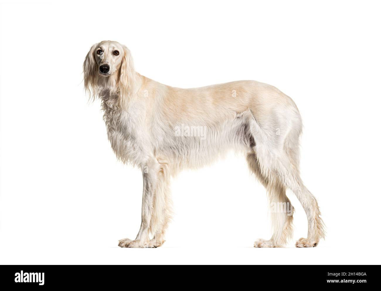 Profilportrait des grauen Saluki-Hundes, der auf weiß isoliert steht und die Kamera anschaut Stockfoto