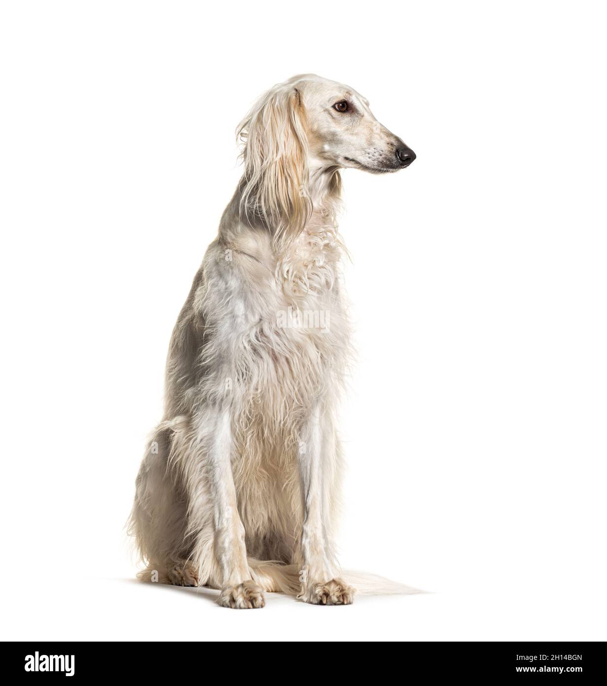 Grauer Saluki-Hund sitzt und schaut weg, isoliert auf Weiß Stockfoto