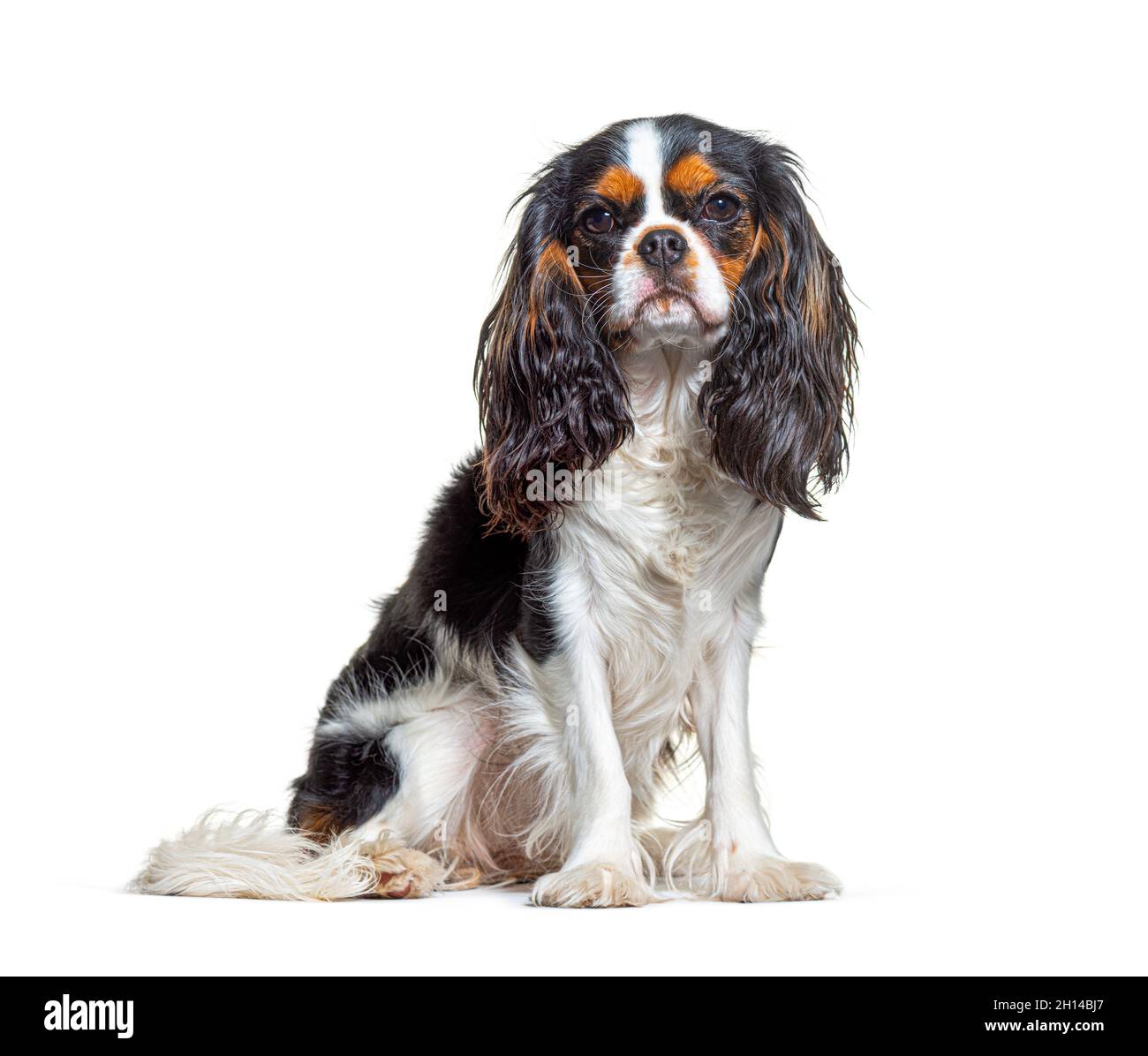 Dreifarbiger Cavalier King Charles Hund, sitzend und vor der Kamera, isoliert Stockfoto
