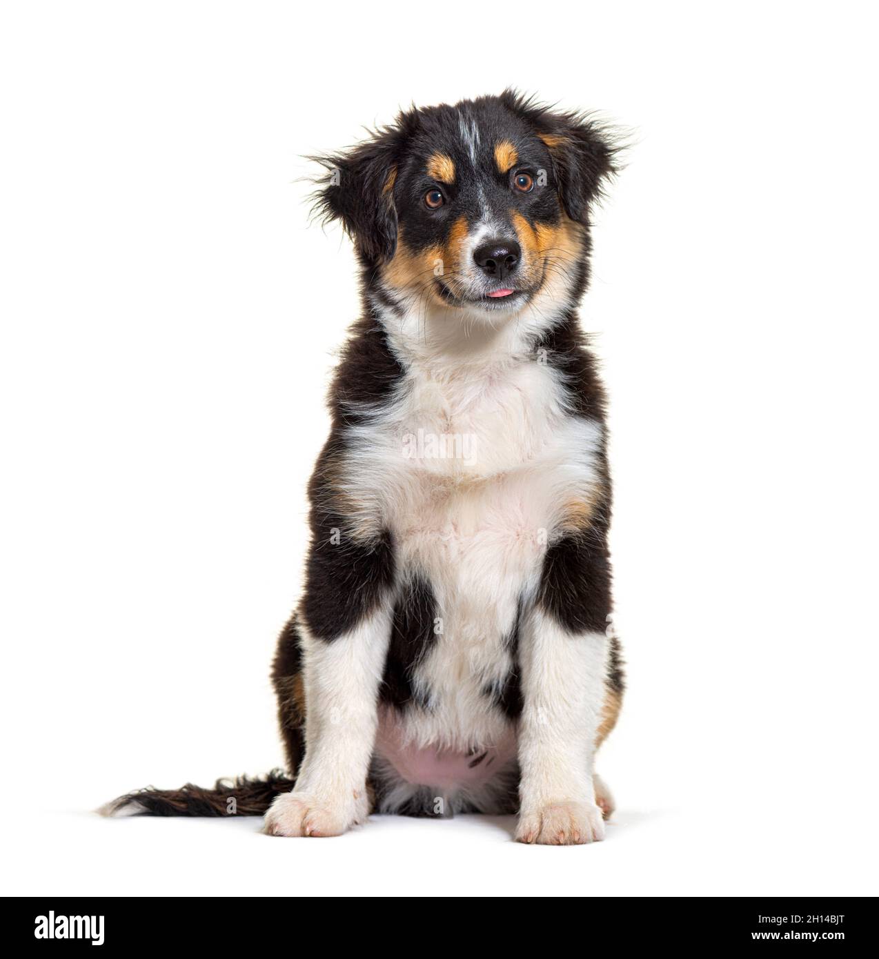 Black and tan Puppy Miniature American Shepherd, 14 Wochen alt Stockfoto
