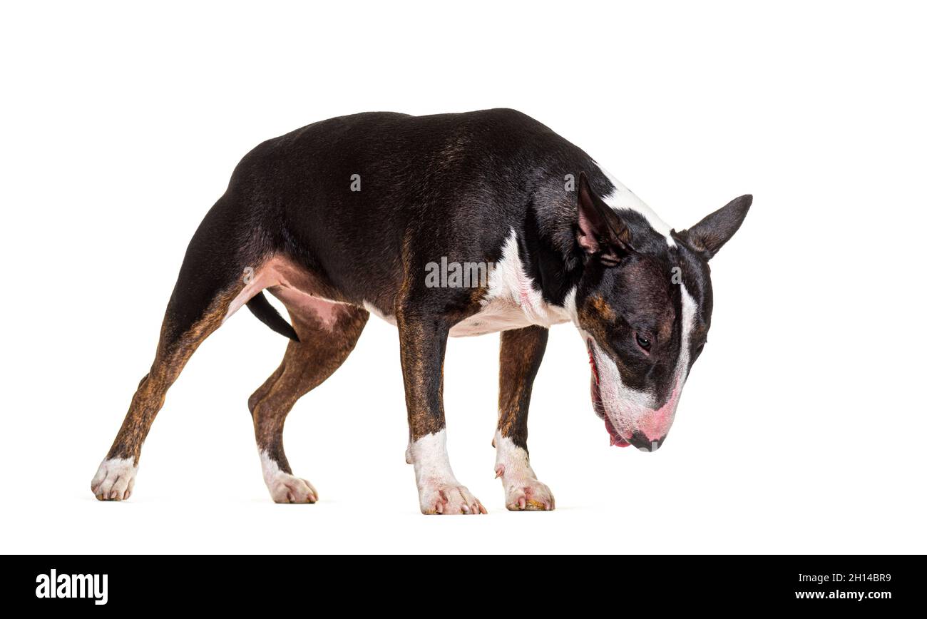 Hund schaut nach unten, steht, Bull Terrier isoliert auf weiß Stockfoto