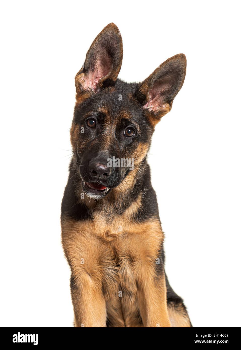 Porträt des deutschen Schäferhundes schwarz und braun beim Blick auf die Kamera Stockfoto