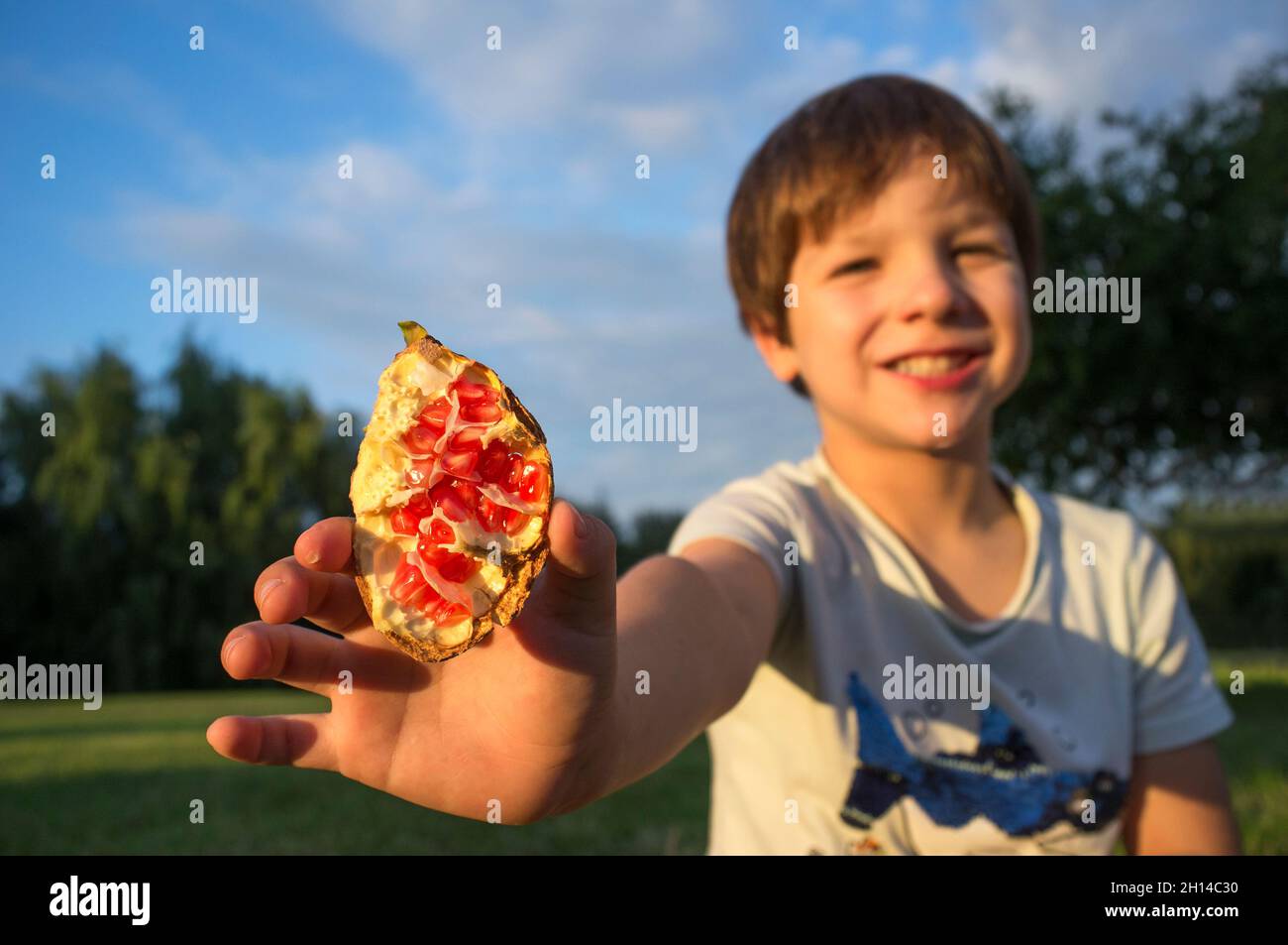 Der kleine Junge zeigt offenen frischen Granatapfel. Granatapfelbäume dahinter Stockfoto