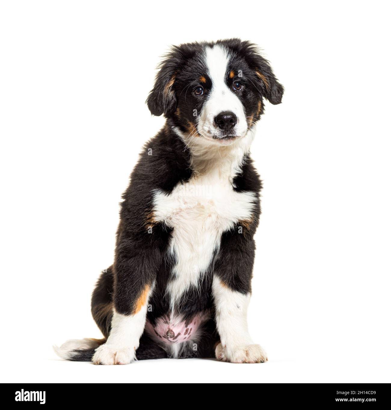 Welpe Bordernese Hund. Mixedbreed Border Collie und Berner Sennenhund; drei  Monate alt Stockfotografie - Alamy