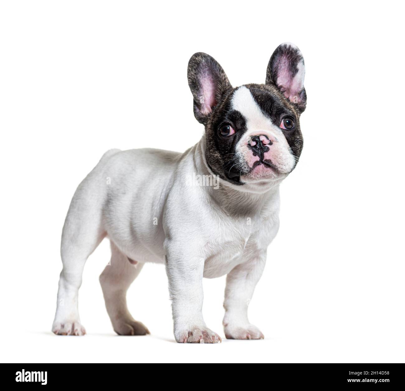 Drei Monate alter Welpe französische Bulldogge Stockfoto