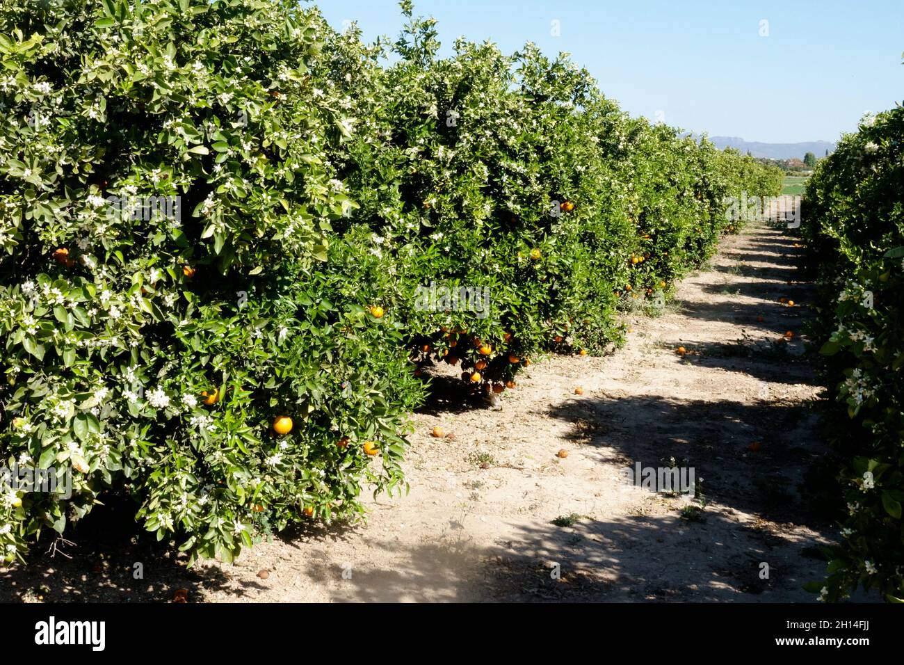 Orangenbäume in Spanien Obstgarten Stockfoto