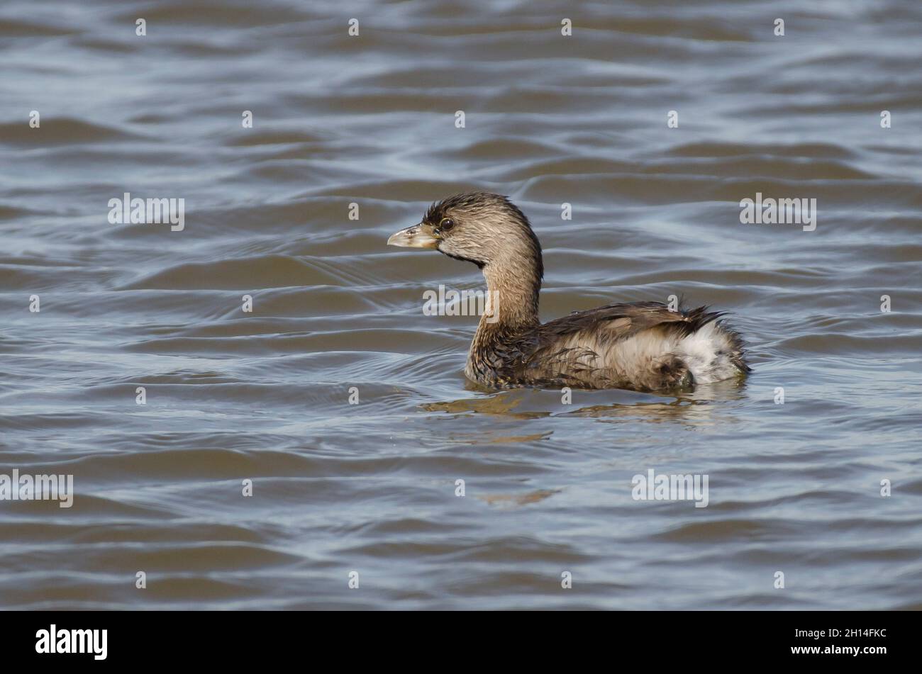Pied – abgerechnet Grebe, Podilymbus podiceps Stockfoto