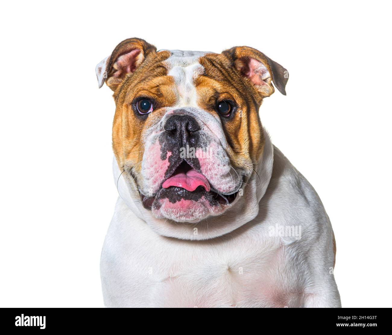 Keuchend braun und weiß englischer Bulldog Kopf Porträt vor einem weißen Hintergrund Stockfoto