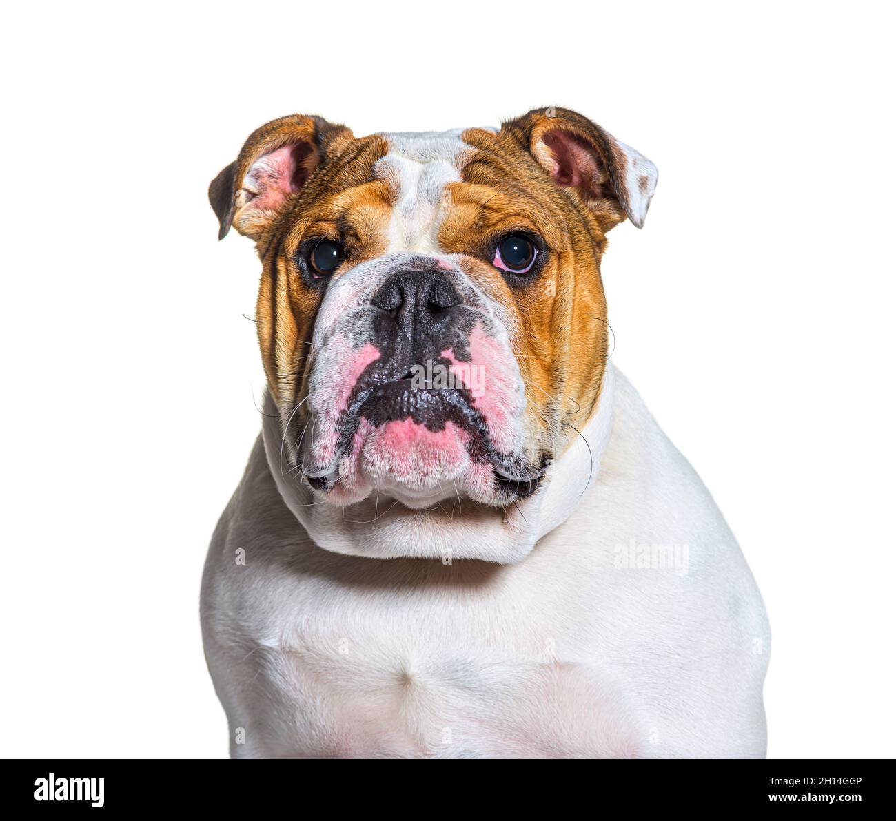 Braun und weiß englisch Bulldog Kopf geschossen Porträt vor einem weißen Hintergrund Stockfoto