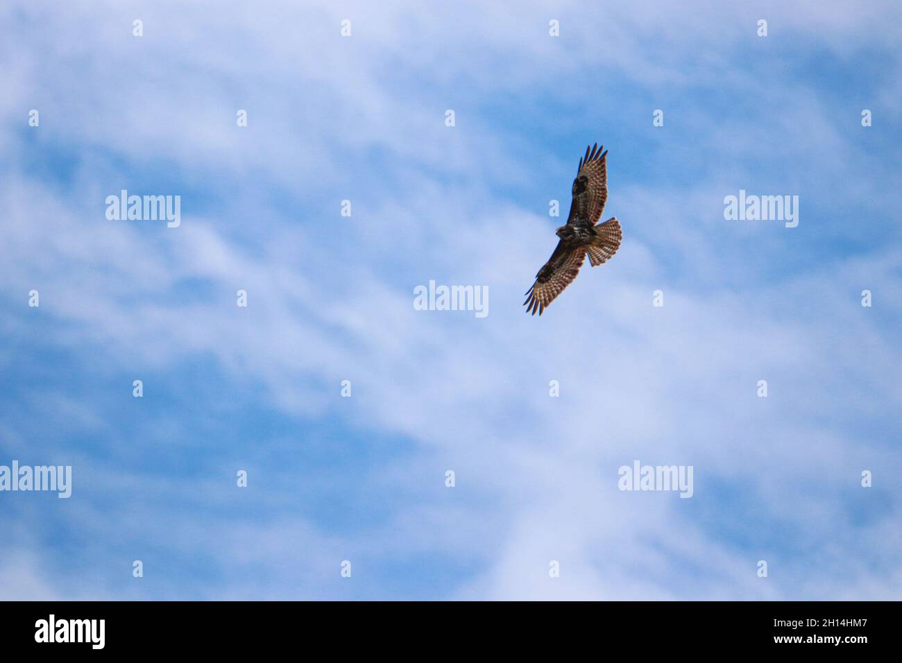 Ein gewöhnlicher oder eurasischer Bussard (Buteo buteo) im Flug gegen einen klaren blauen Himmel Stockfoto