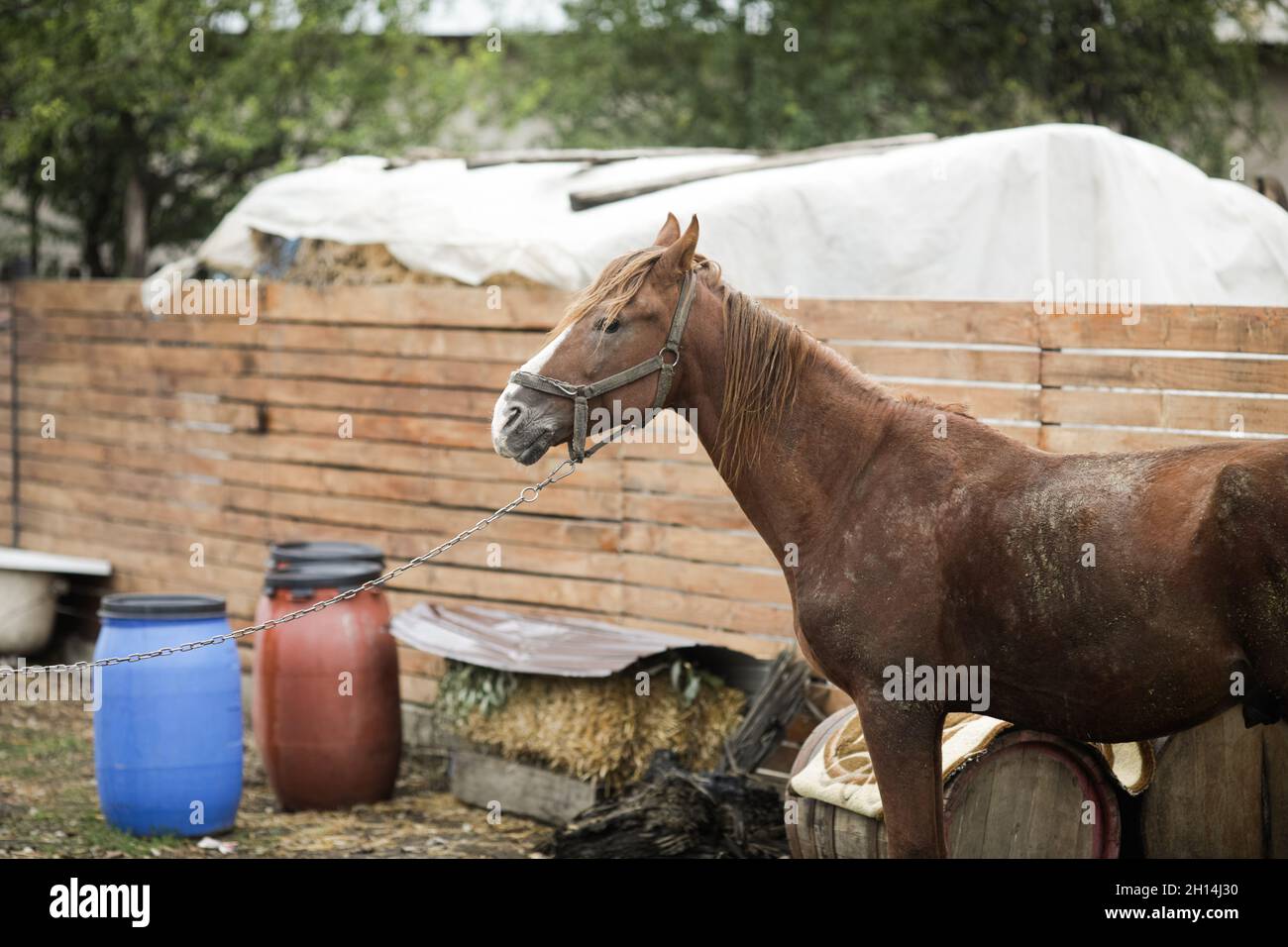 Geringe Schärfentiefe (selektiver Fokus) mit einem männlichen Pferd, das im ländlichen Rumänien zum Ziehen von Holzkarren verwendet wird. Stockfoto