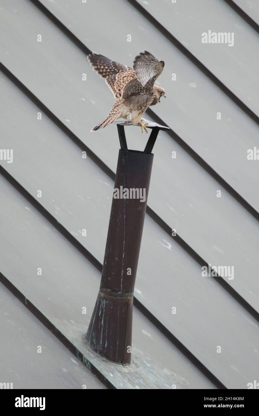 Der junge Turmfalken (Falco tinnunculus) wird abgebildet, während er lernt, neben dem Nest auf dem Dach in Prag, Tschechien, zu fliegen. Der Turmfalke wird am Tag des ersten Fluge abgebildet. Stockfoto