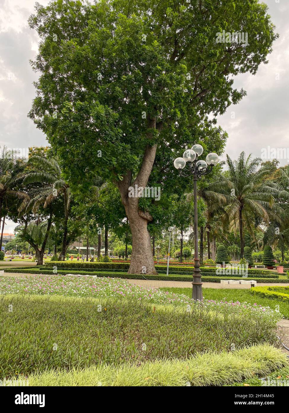 Grüne Bäume im öffentlichen Park in der Innenstadt von Saigon, Vietnam 