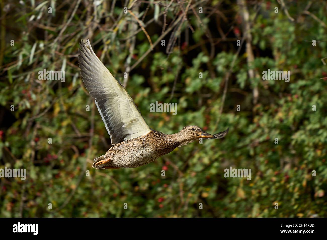 Weibliche Stockente im Flug Stockfoto