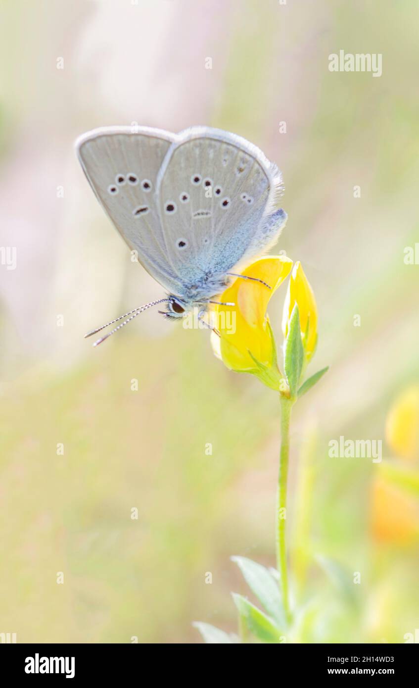 Ein kleiner grauer Schmetterling mit bläulichen Tönen, thront auf einer winzigen gelben Blume, Hintergrund verwischt in warmen Tönen, vertikal Stockfoto