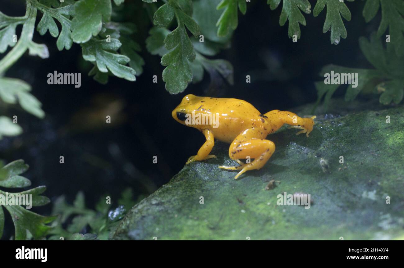Der goldene Giftfrosch Phyllobates terribilis wurde 1973 entdeckt und ist eines der giftigsten Tiere der Welt.d. Sie ist endemisch in Colombi Stockfoto