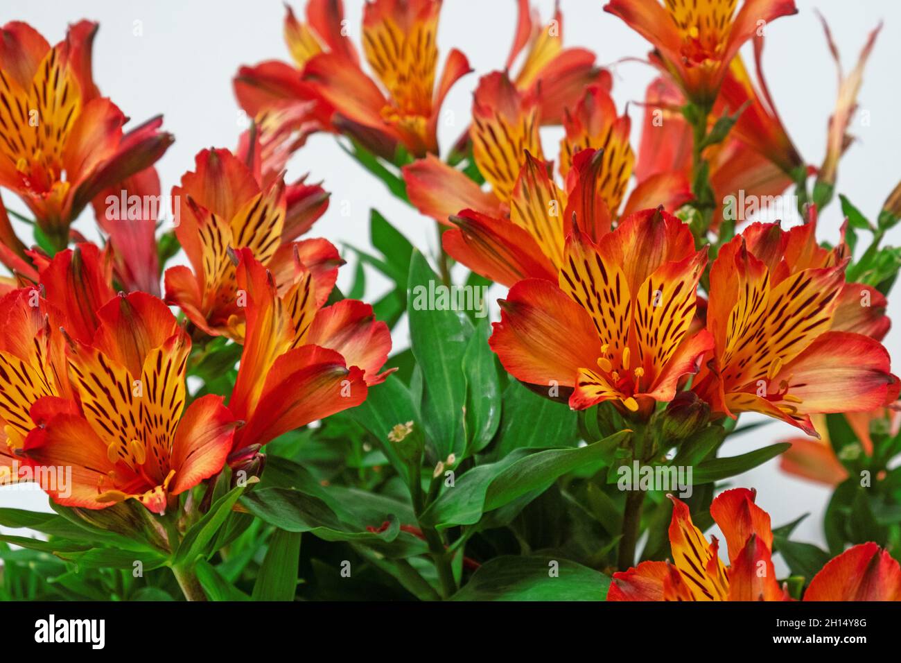 Farbenfrohe Ausstellung von Alstroemeria Aurea Blumen ( auch bekannt als die Peruanische Lilie ) aus Amerika Stockfoto