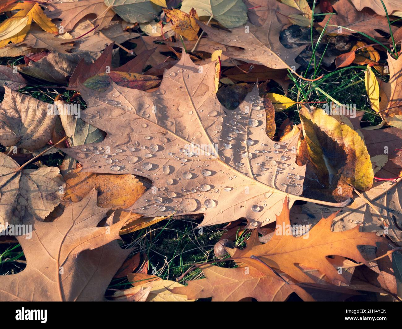 Abgefallene Blätter mit Tau-Tropfen. Orangefarbene, gelbe und braune Blätter auf dem Boden. Eine herbstliche Landschaft Stockfoto