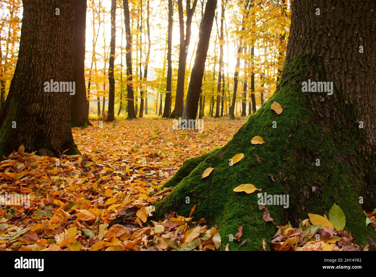 Grünes Moos auf einem Baum mit gelben Blättern im Herbstwald Stockfoto