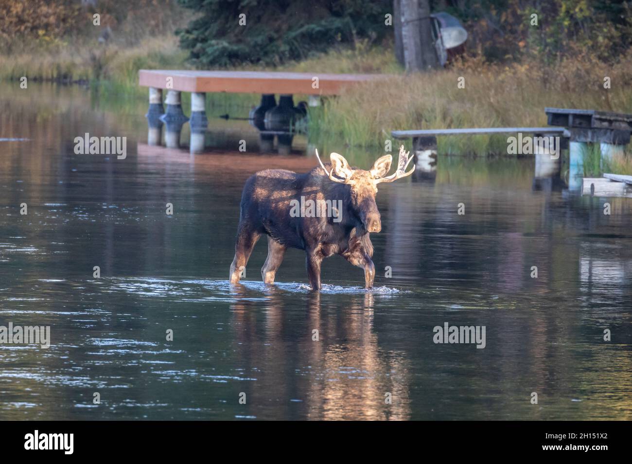 Bullenelch im Fluss mit Herbstfarben, Island Park, Idaho Stockfoto