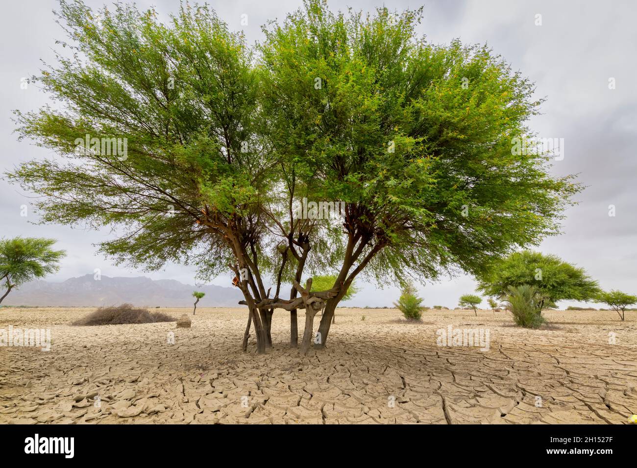 Einsamer großer grüner Baum in trockener Ödland ein Konzept für die globale Erwärmung. Braune Trockenheit trockener Landboden oder gerissene Bodenstruktur und grüner Baum mit von ag Stockfoto
