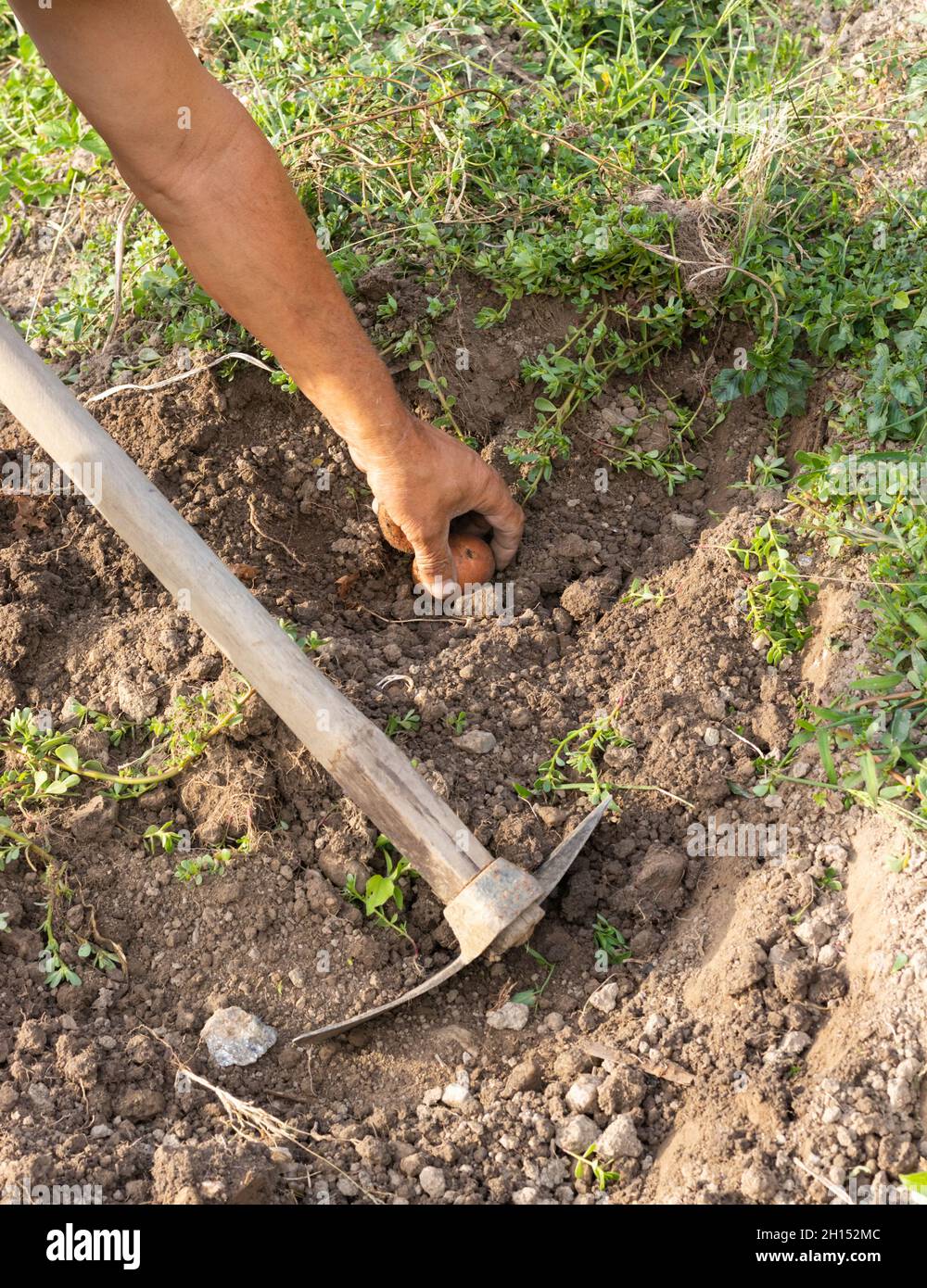 Nahaufnahme des Gärtners, der Bio-Kartoffeln aus dem Boden zieht, aus seinem eigenen Garten, mit einem Gartenwerkzeug namens Hacke Stockfoto