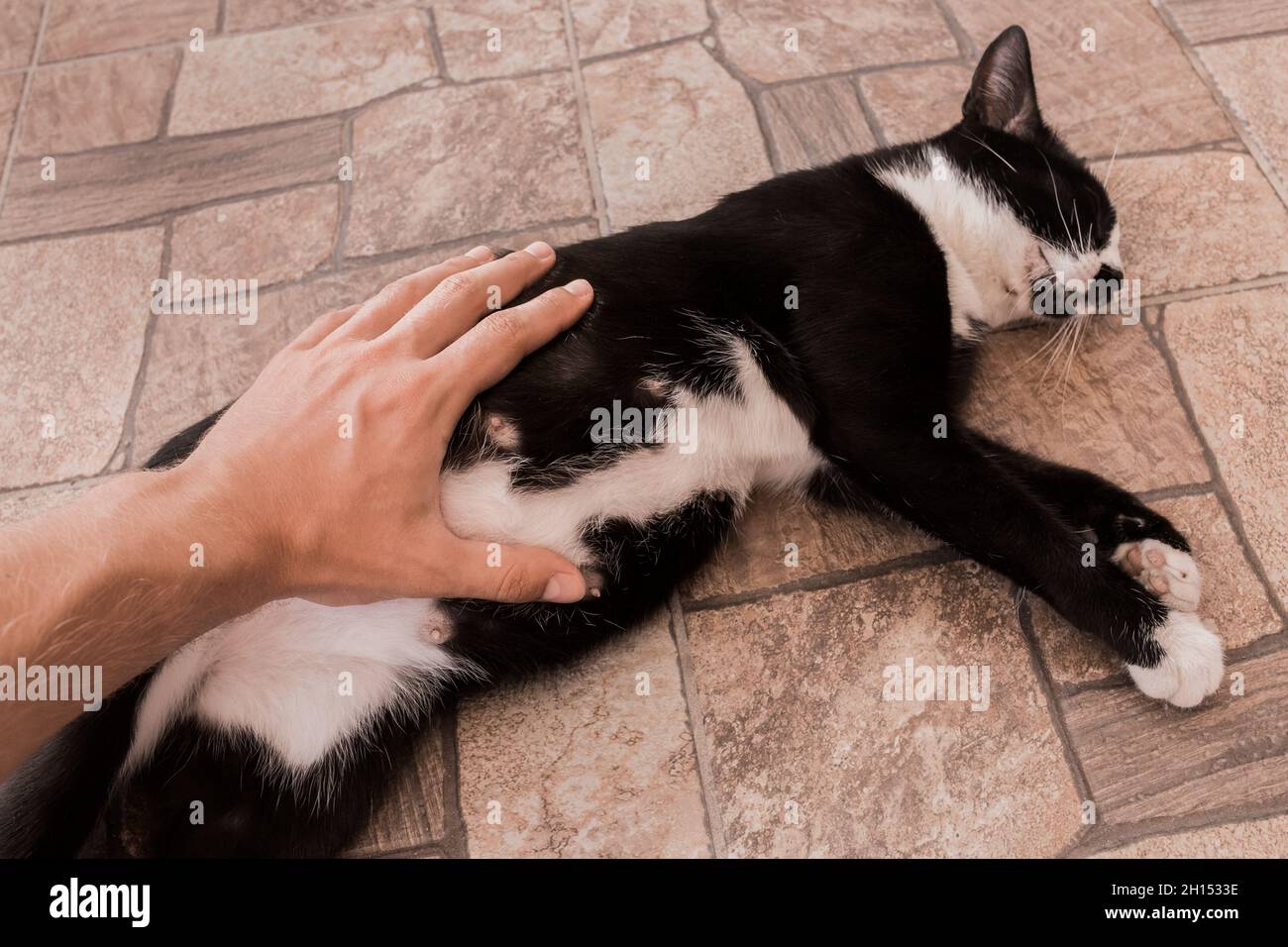 Die Hand des Kerls streichelt und berührt den Bauch einer schwarzen, trächtigen Katze aus der Nähe. Stockfoto