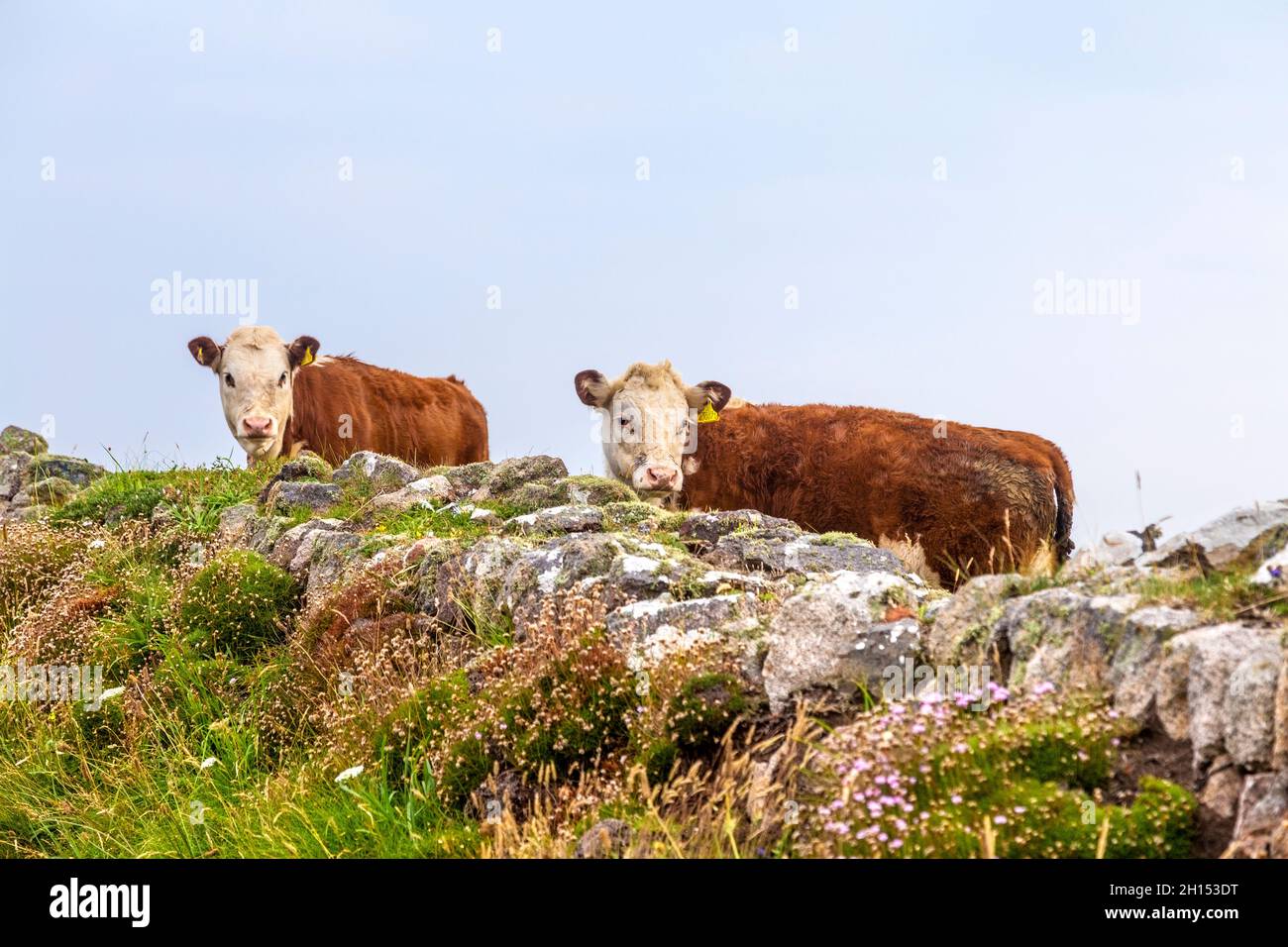 Braun und wirren kornische Kühe entlang des South West Coast Path in der Nähe von Pendeen, Cornwall, Großbritannien Stockfoto