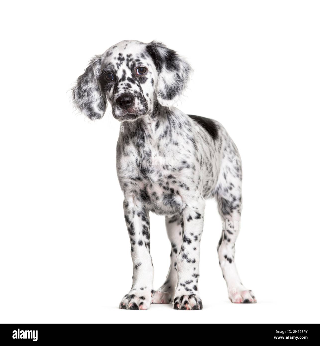 Standing Puppy english Setter getupft schwarz und weiß, zwei Monate alt, isoliert Stockfoto