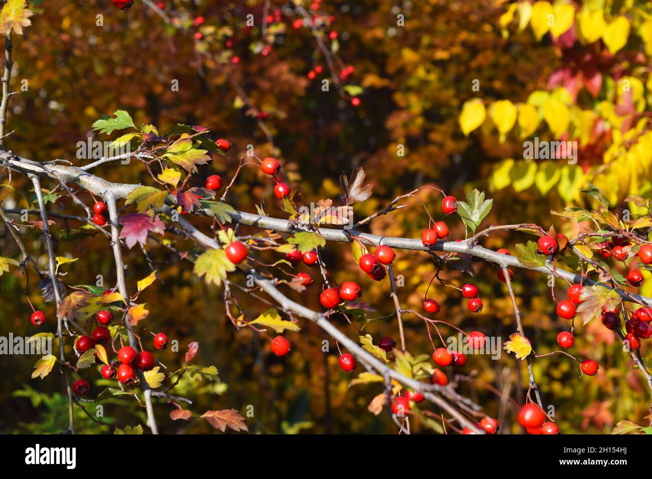 Rote Frucht des Crataegus monogyna, bekannt als Weißdorn oder einsaat Weißdorn Mai, Mayblüte, Weißdorn Stockfoto
