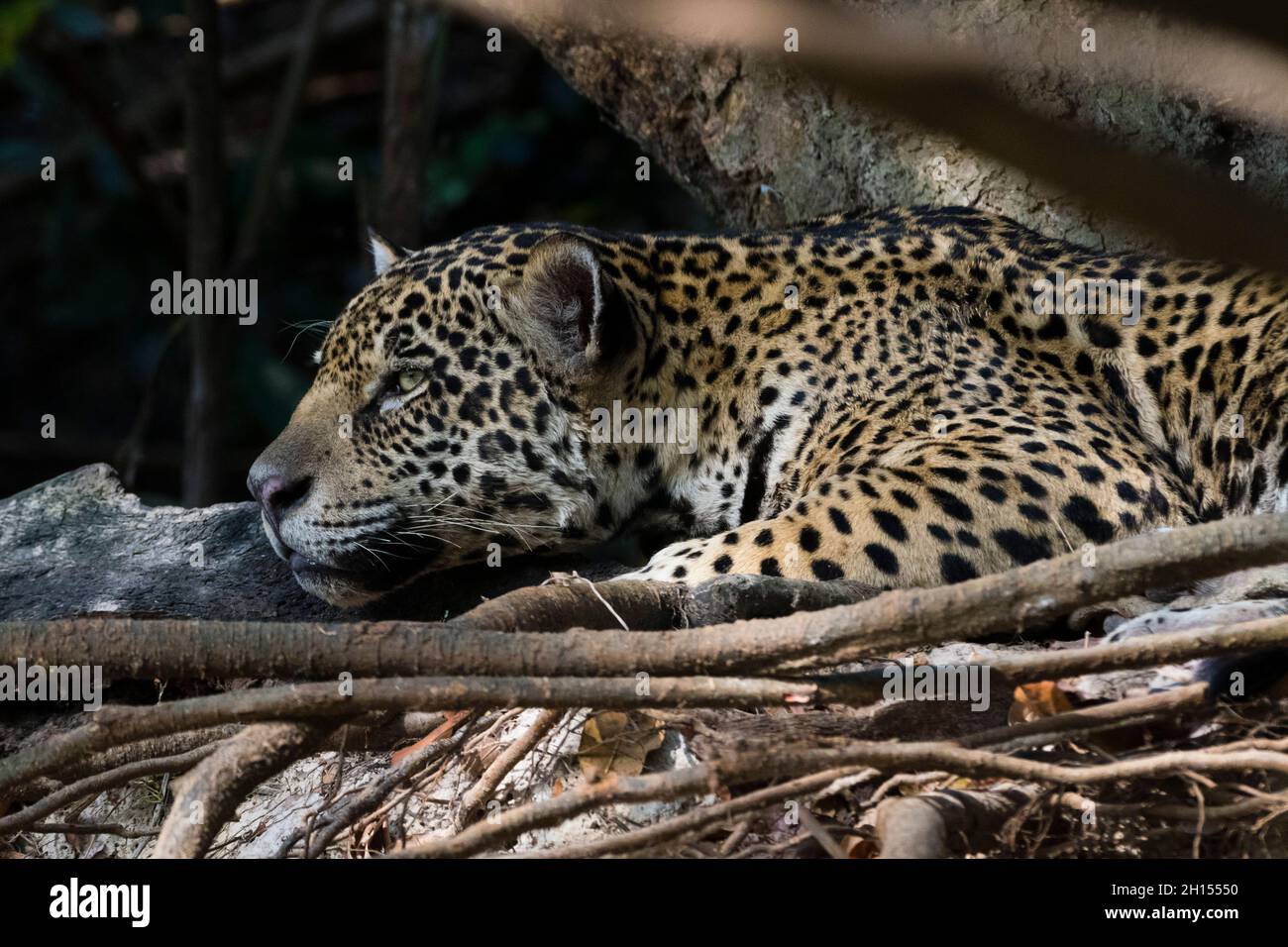 Nahaufnahme eines jaguar, Panthera onca, im Wald. Pantanal, Mato Grosso, Brasilien Stockfoto