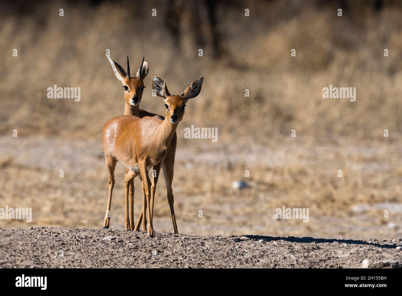 Ein Paar Steenboks, Raphicerus campestris. Kalahari, Botswana Stockfoto